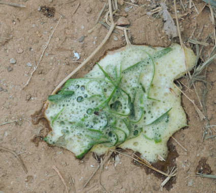 dog vomit with grass and white foam