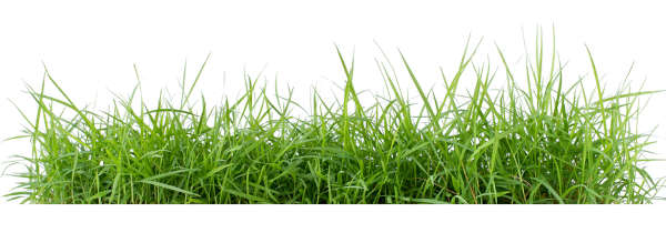 close of up grass on white background
