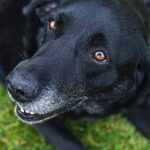 gray muzzle on old dog