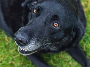 Dog Vomiting Blood but Acting Normal: Top Reasons and Solutions