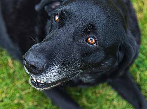 gray muzzle on old dog
