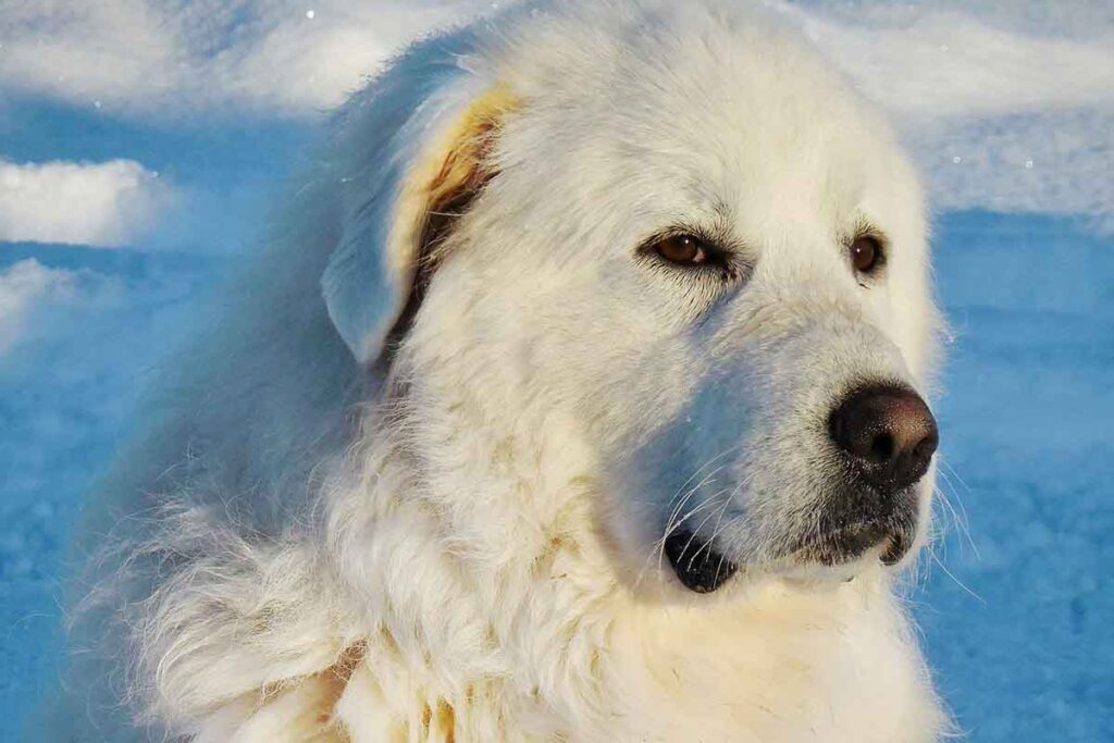 Great Pyrenee dog in snow