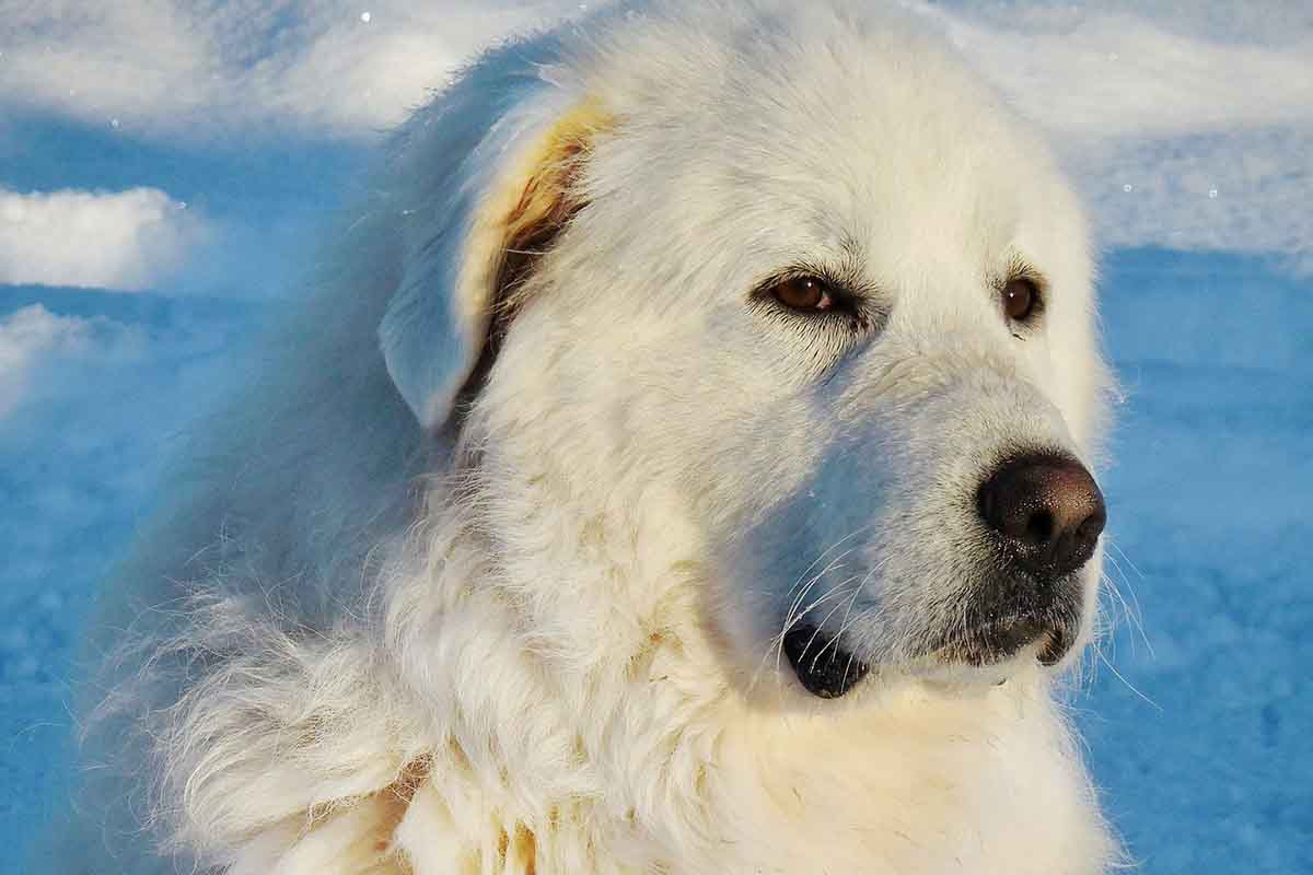 27 Fluffy White Dog Breeds that Will Amaze You