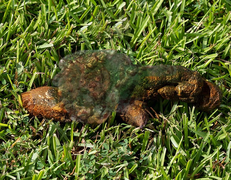 green dog poop on grass, possibly indicating something is wrong