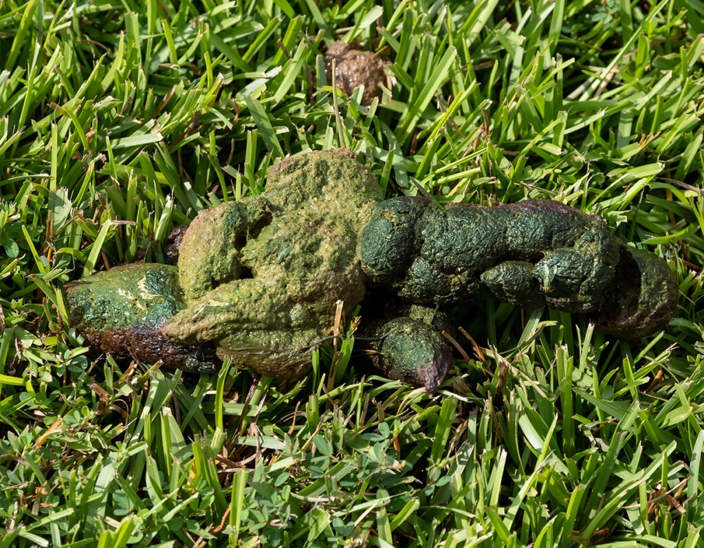 Dog has green slimy cheap poop