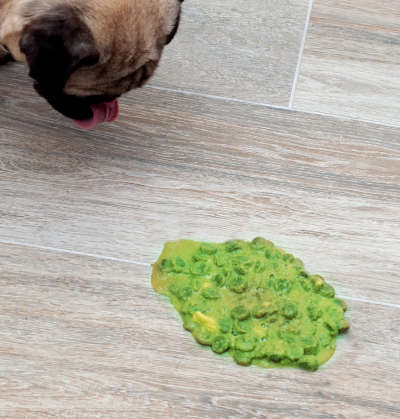 Dog throwing up store green