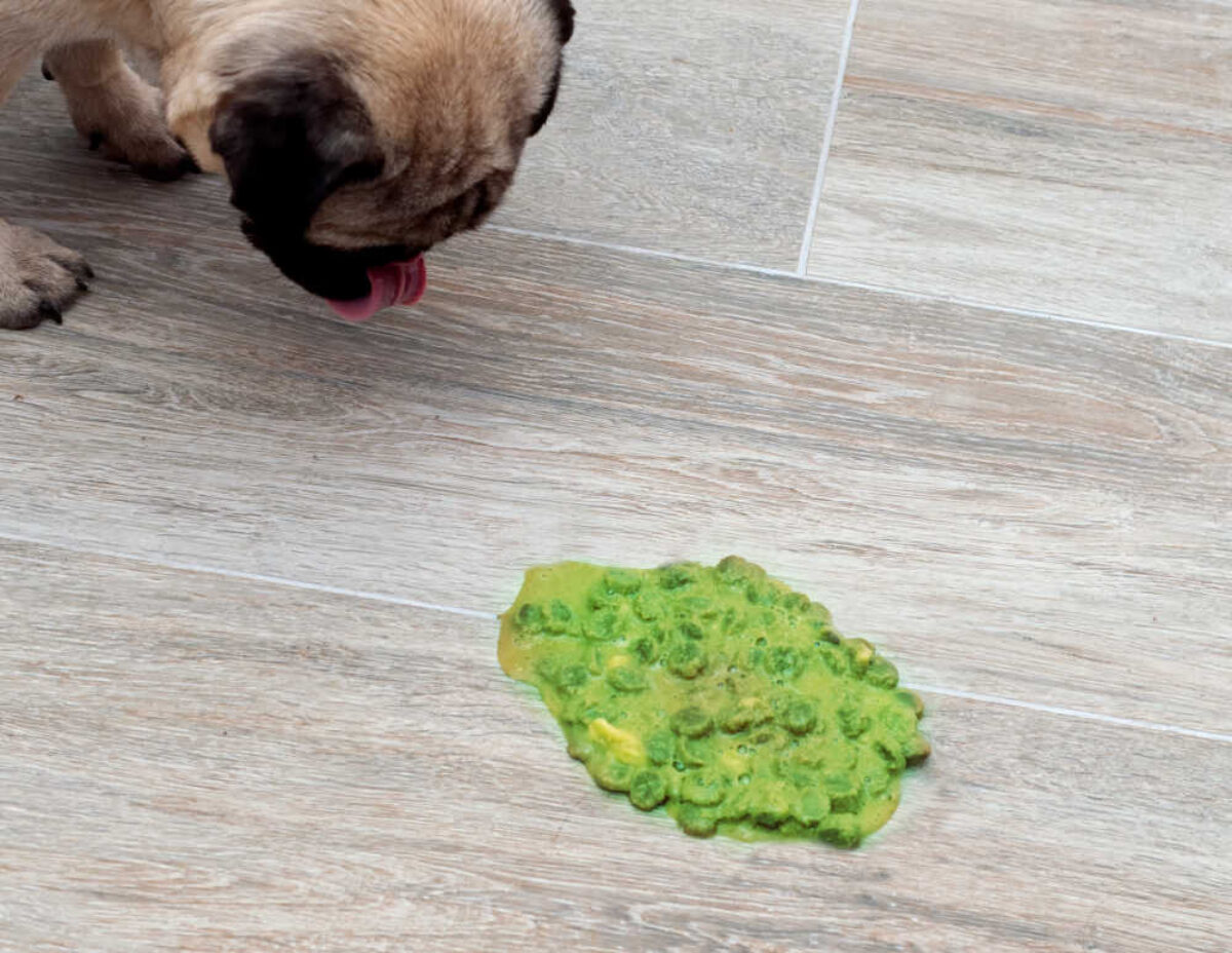 Dog vomiting outlet green slime