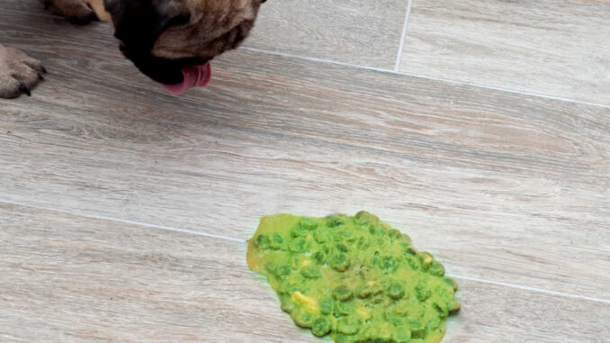 dog just vomited green on the floor as a result of toxin ingestion