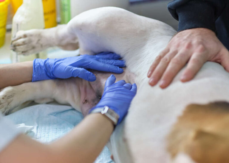 Groin Rash on Dog [With Photos]: Our Vet Shares What to Do