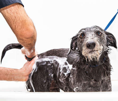 groomer cleaning dog's bottom and hair