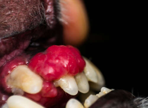close-up photo of a dog mouth with epulis. Epulis - tumor situated on gingival mucosa in dog