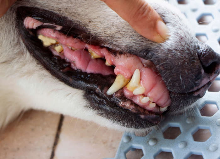  nice pink color on dog's gums