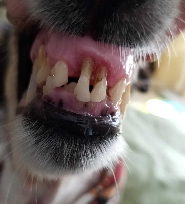 gum recession in a dog