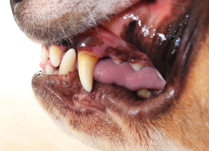 closeup picture showing a case of mild dehydration in a dog's gum