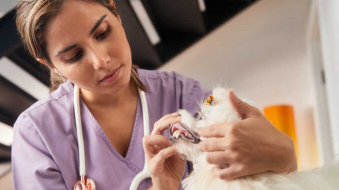 inspection of a dog's gums at the office