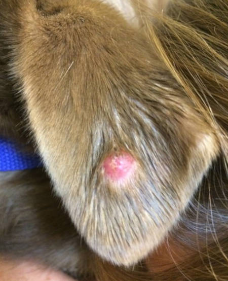 histiocytoma on a dog's ear flap