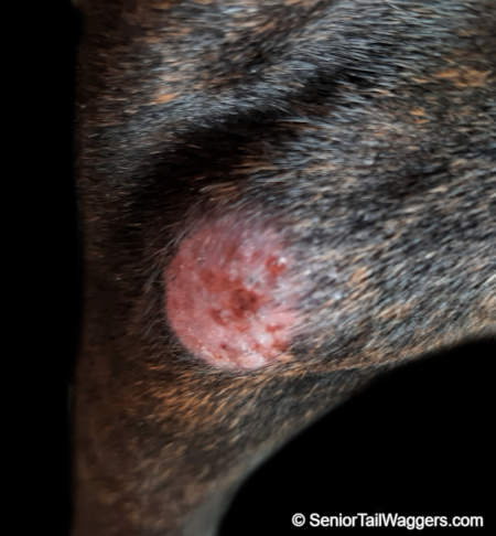 red bump on a dog (haemangiosarcomas)