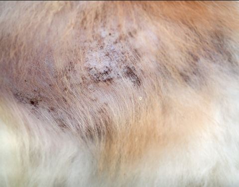 Dog losing hair black spots store on skin