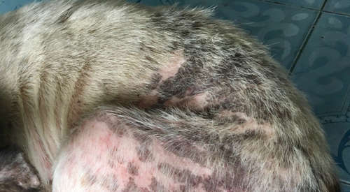 Hair loss and black spots on a dog due to skin disease