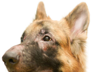 Ask a Vet: My Dog Lost Hair Around Their Eyes