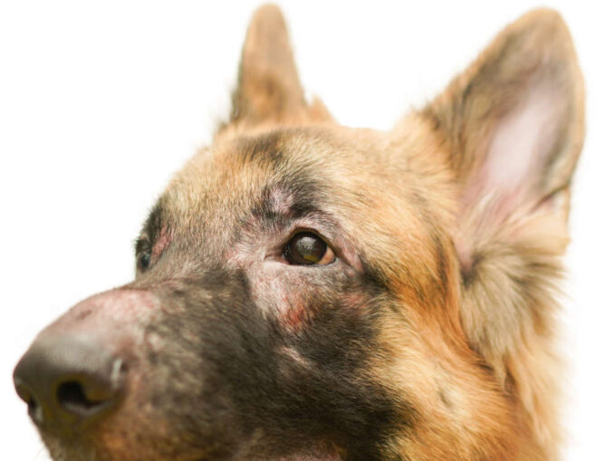 Dry Flaky Skin (Dandruff) with Hair Loss in Dogs [Vet Advice]