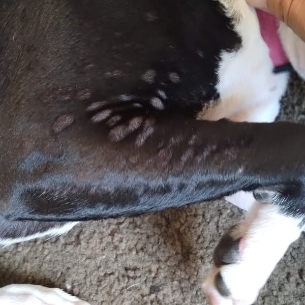 hives on dog as a result of an allergic reaction, possibly to insect bite, food or plants