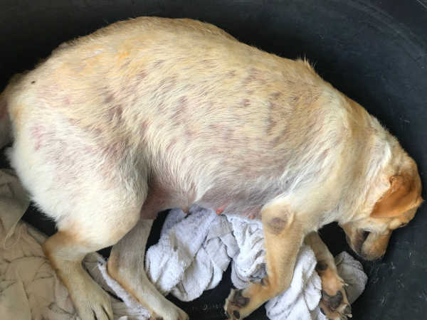 labrador with hairloss on the sides