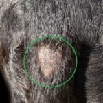 patch of hair loss (tail gland bump)