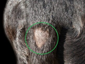 patch of hair loss (tail gland bump)