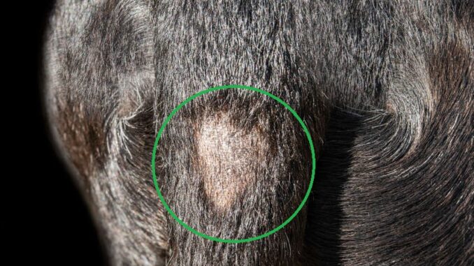 patch of hair loss (tail gland bump)