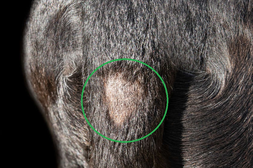 patch of hair loss (tail gland bump)