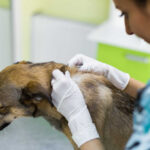 Ask Our Vet: Dog Ingrown Hairs [Pics, Treatments, Tips]