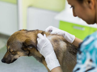 at the clinic, a vet inspect a dog's hair situation