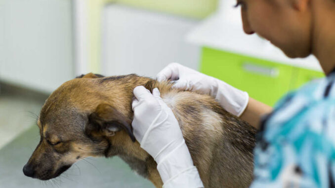 at the clinic, a vet inspect a dog's hair situation