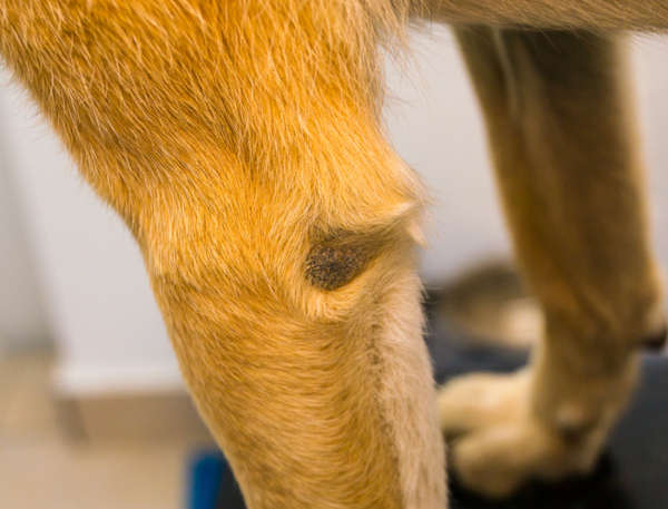 callus pyoderma on dog knee