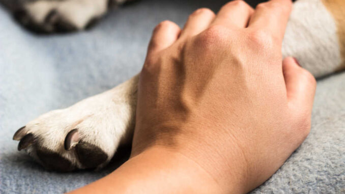 owner holding dog's paw with comforting and caring hands