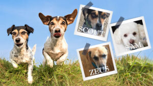 Introducing … Our New “Happiness Plans for Dogs”