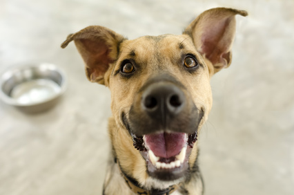 Happy dog waiting to be fed