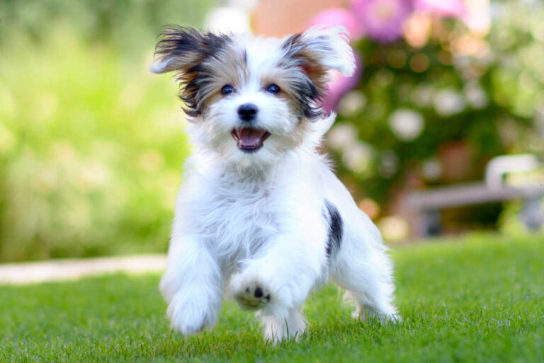 Dog’s Poop is Black But Dog Acts Normal & Seems Fine