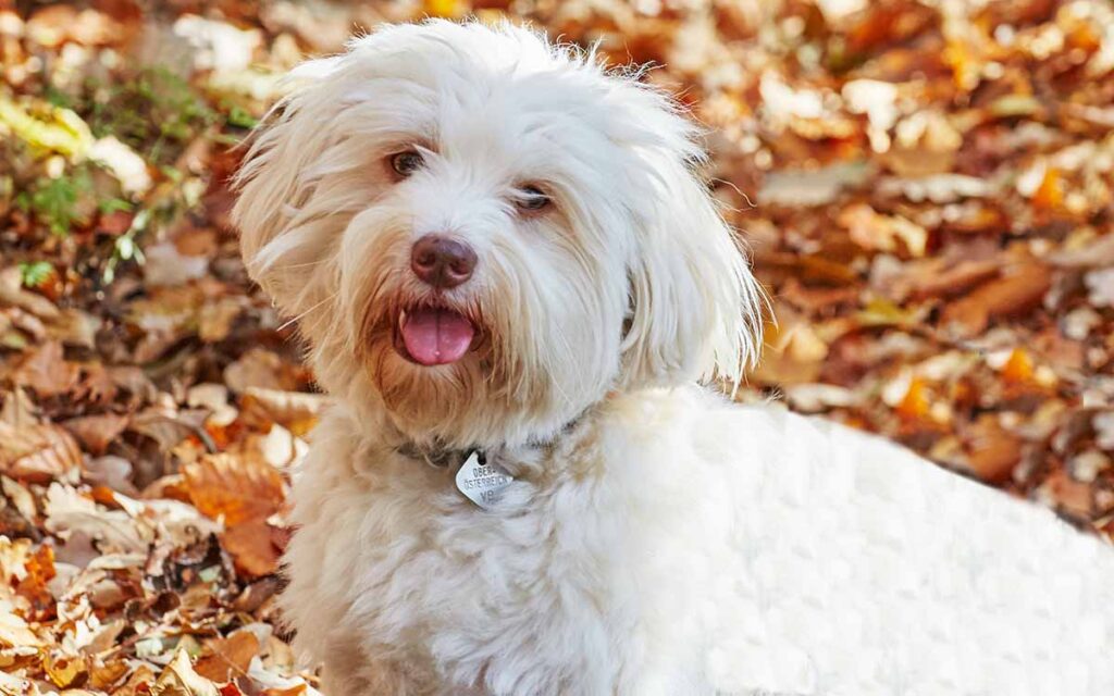 havanese out on a walk in the fall