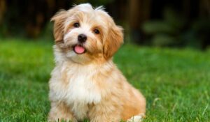 havanese puppy on grass
