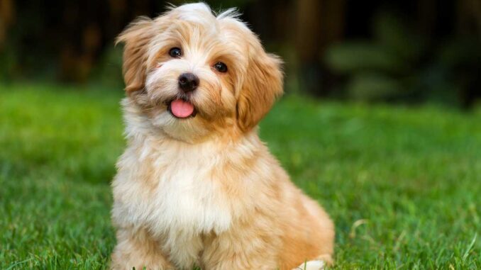 are havanese and maltese the best breeds