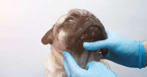 Head Lumps on Dogs: Top Causes (15 Pictures) and Vet Tips