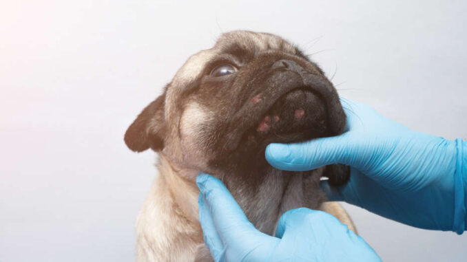 Vet inspecting new bumps on a pug's head