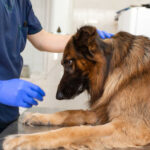 german shepherd receiving head and neck inspection at the veterinarian's office
