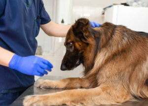 Scabs on Dog’s Head or Neck: Top Reasons [With Pictures]