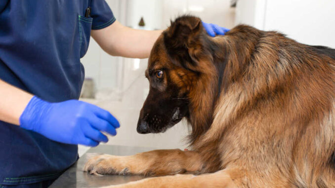 german shepherd receiving head and neck inspection at the veterinarian's office