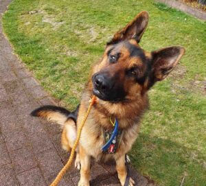 Recurrence of Dog Vestibular Disease