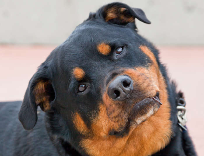 A black and brown female Rottweiler cocks her head and lifts her ears to listen while looking directly at the camera.