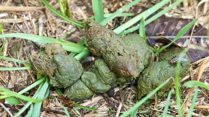 Green Dog Poop: A Vet Shares When to Worry [with Pictures]